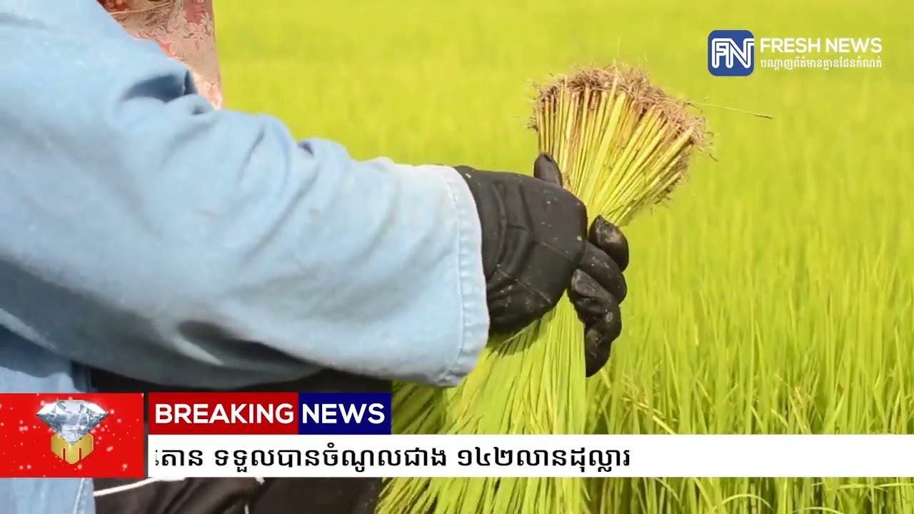 ២ខែដើមឆ្នាំ២០២៦ កម្ពុជានាំចេញអង្ករជាង២៤ម៉ឺនតោន ទទួលបានចំណូលជាង ១៤២លានដុល្លារ