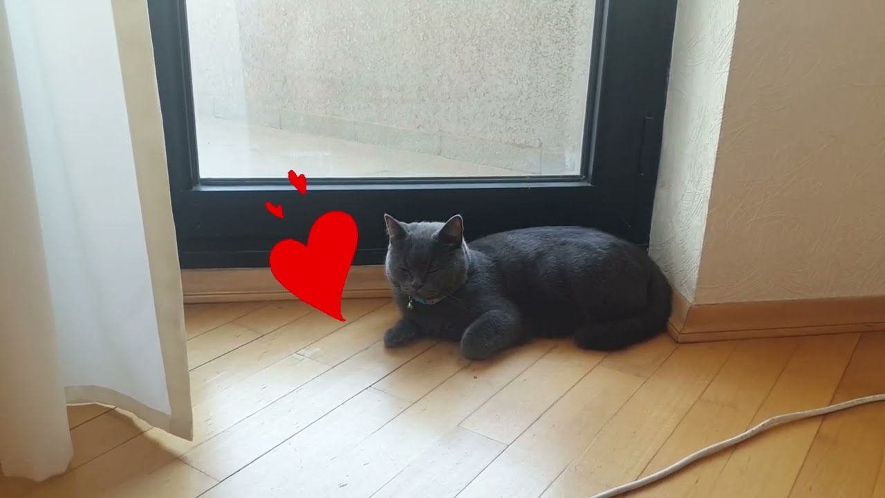 Scotish Gray Azeri Cat | Ishi | @beyoutifulmo.ew_ments1882