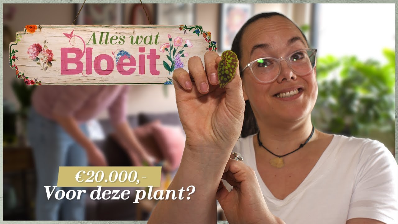 Een gat in je plant, verzamelen van kamerplanten | Alles Wat Bloeit