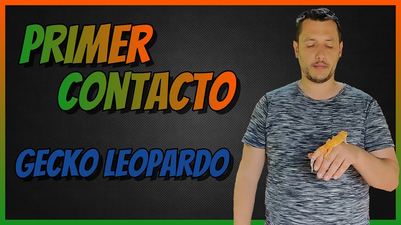 CONSEJOS!! ►Primer Contacto con Gecko Leopardo  🦎 🦎 🦎