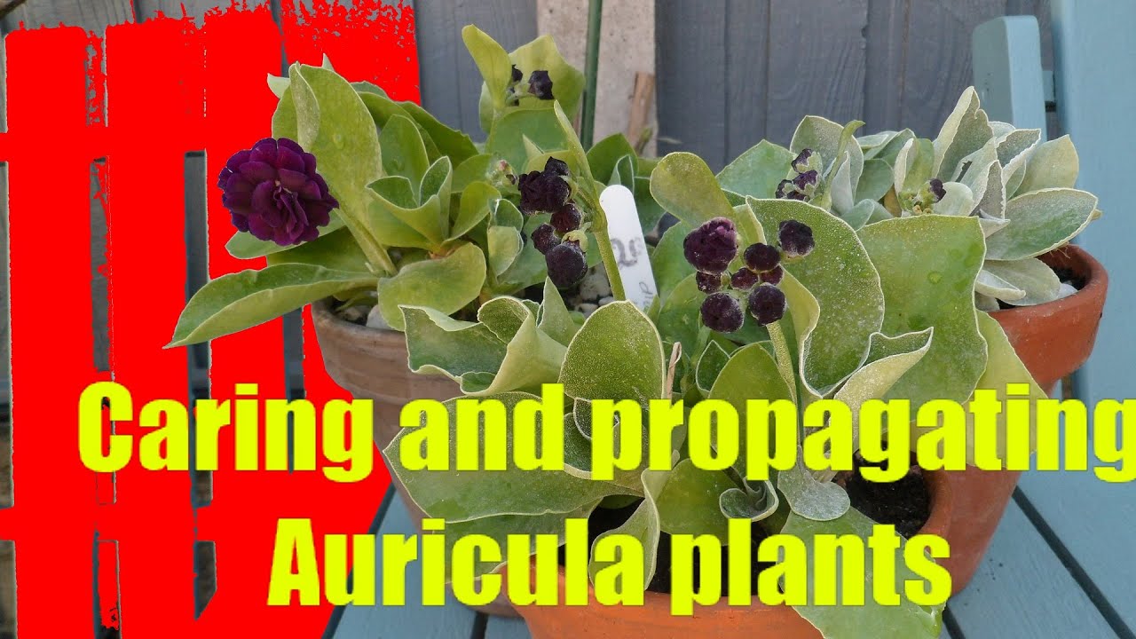Propagating and caring for Auricula Plants