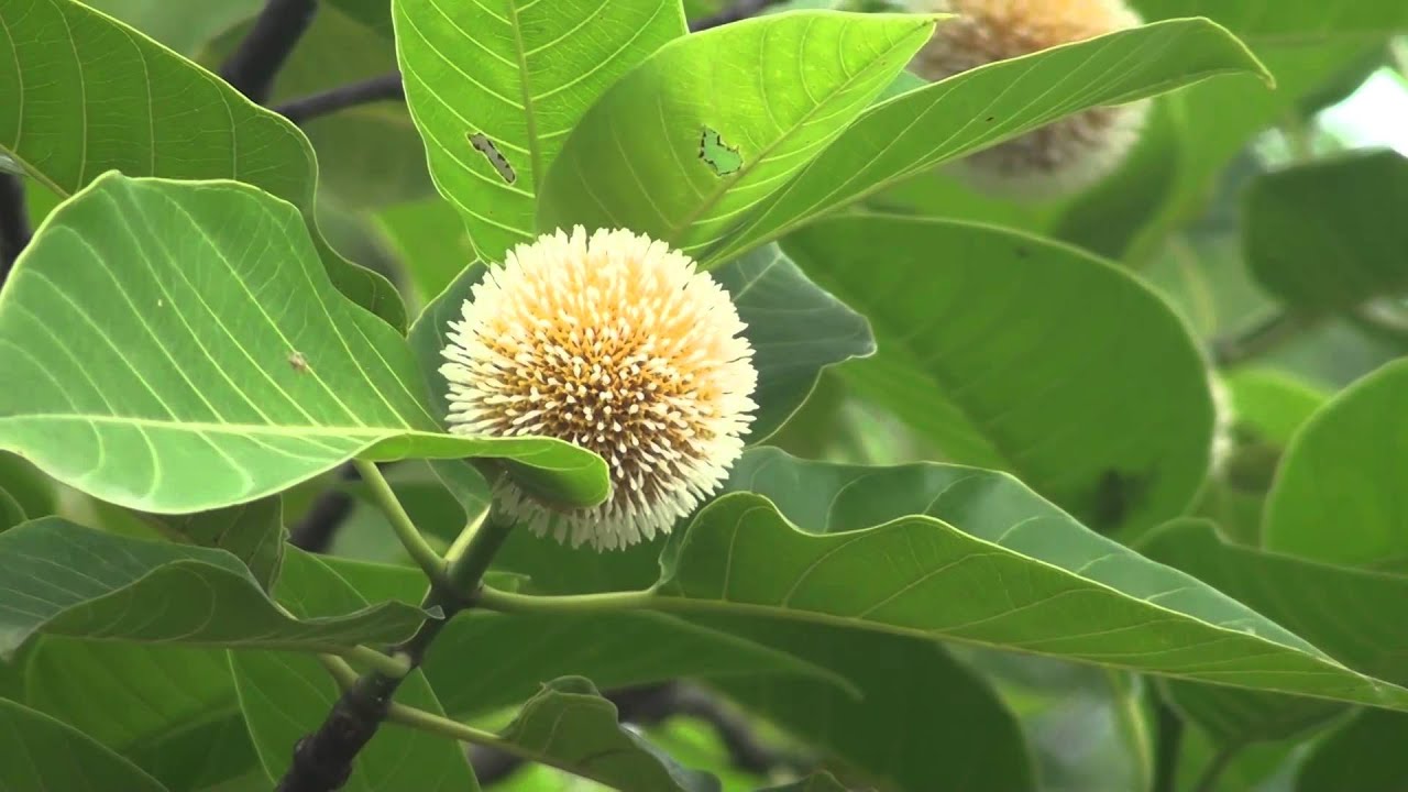 Neolamarckia cadamba Kadamba plant