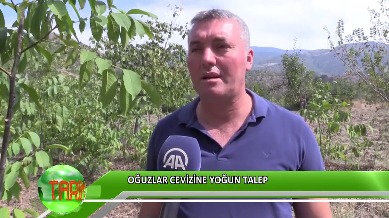 Oğuzlar cevizine yoğun talep