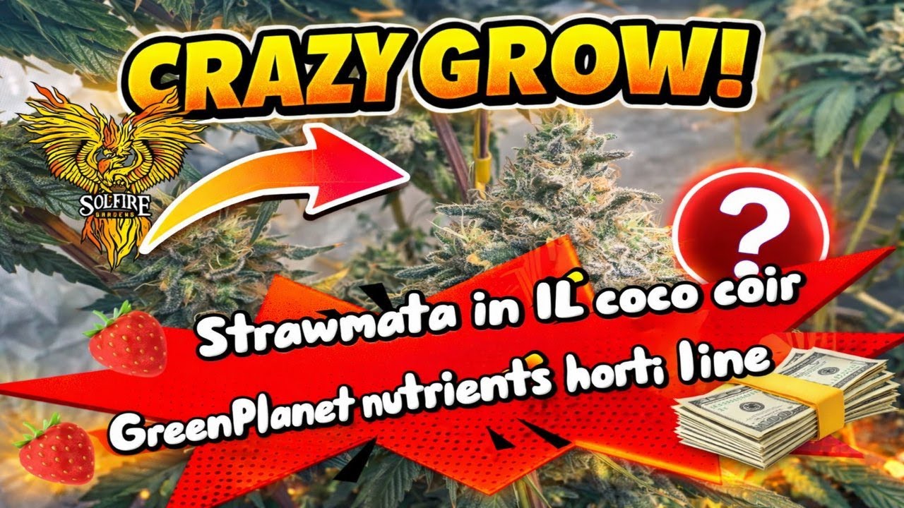 Solfire Strawmata 5x5 Tent Grow