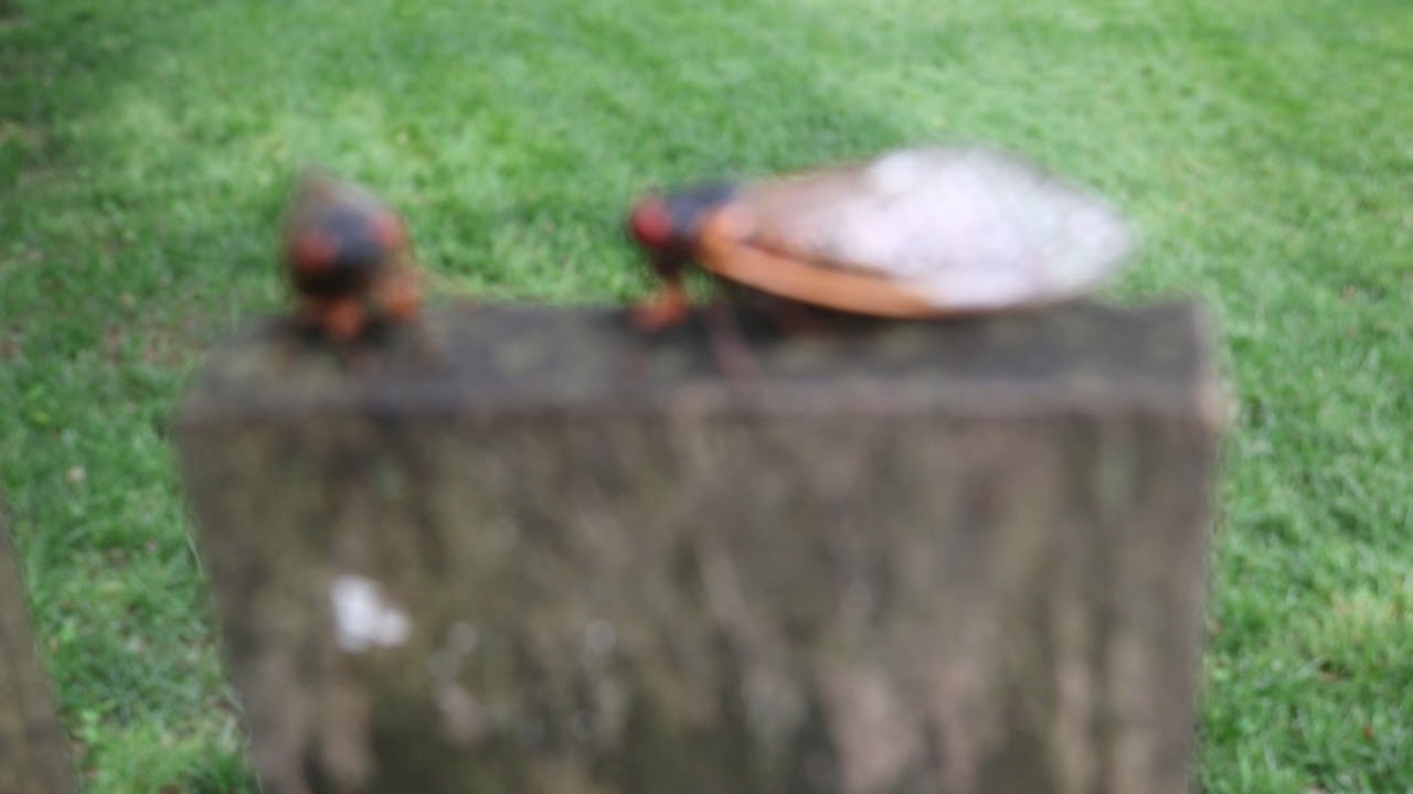 Cicada making warning squawk with background sound of cicadas in the canopy 25 May 2021