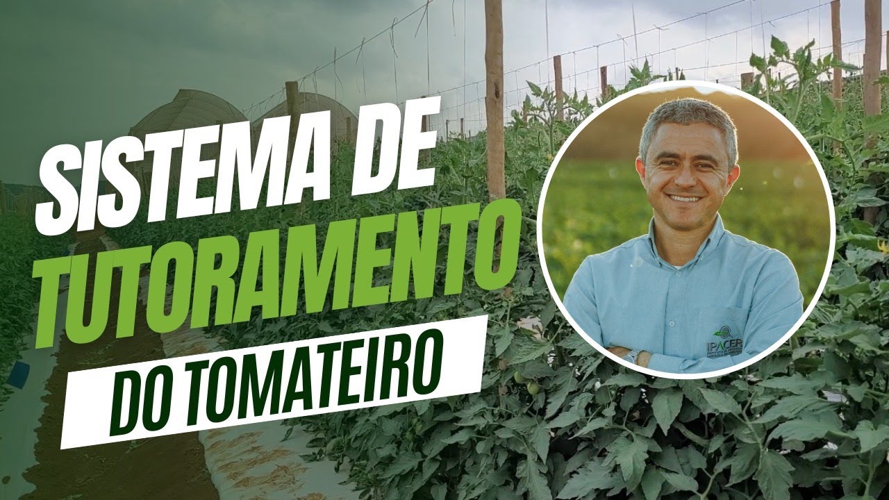 Sistema de condução do tomateiro