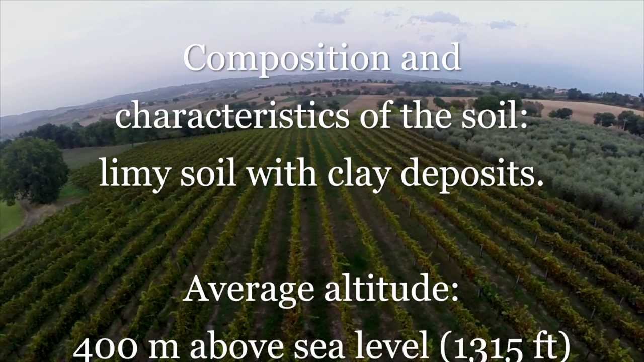 Organic Winemaker in Montefalco: Omero Moretti