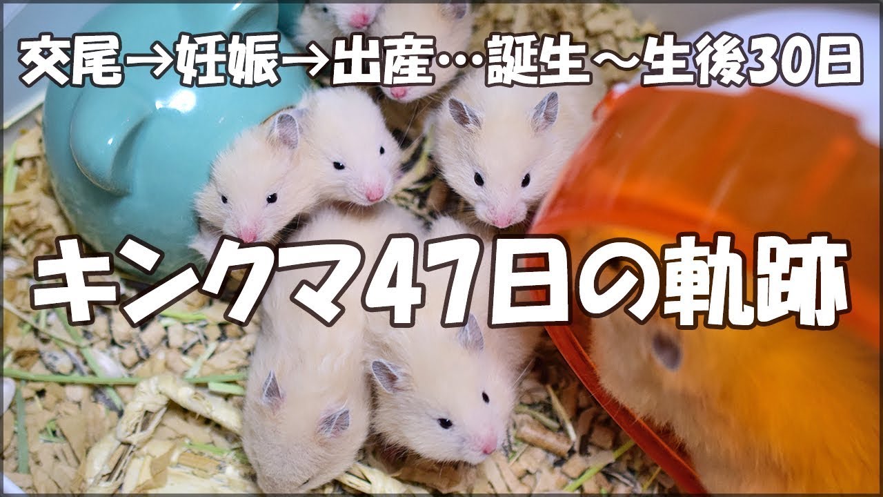 キンクマの交尾→妊娠→出産…誕生～生後30日目の47日間の軌跡 かわいい 長毛ゴールデンハムスター 繁殖 育児 成長記録