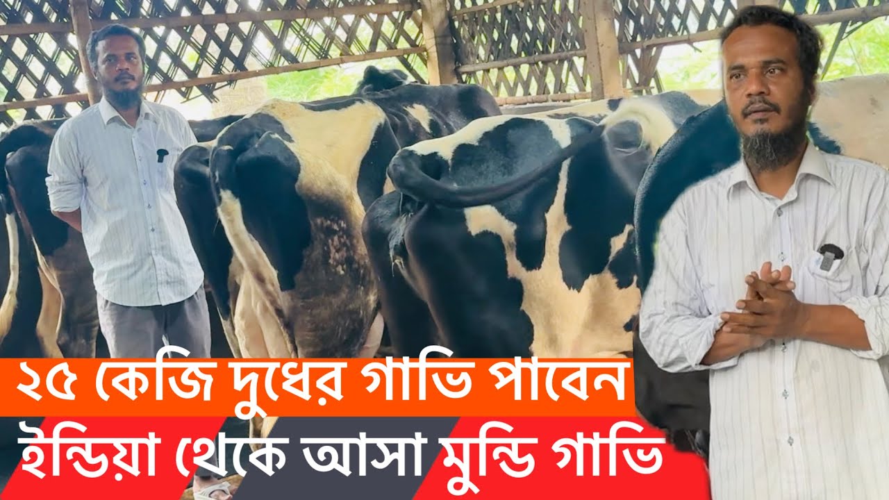 ২৫০ হাজার টাকায় ২২ কেজি দুধের মুন্ডি গাভি, সরাসরি ইন্ডিয়া থেকে সংগ্রহ ইঞ্জি: রুহুল ভাইর খামারে