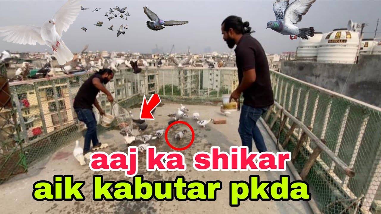 1 katranga kabutar pkda. New kabutaro ki Zabardast ladaiyya sehdi ki chat pr jakar ladhta hua 
