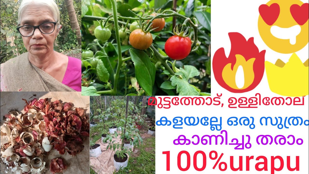 ഇനി മുട്ടത്തോട് ഉള്ളിത്തോട് കളയല്ലേ ഞാൻ ഒരു സൂത്രം കാണിച്ചു തരാം 