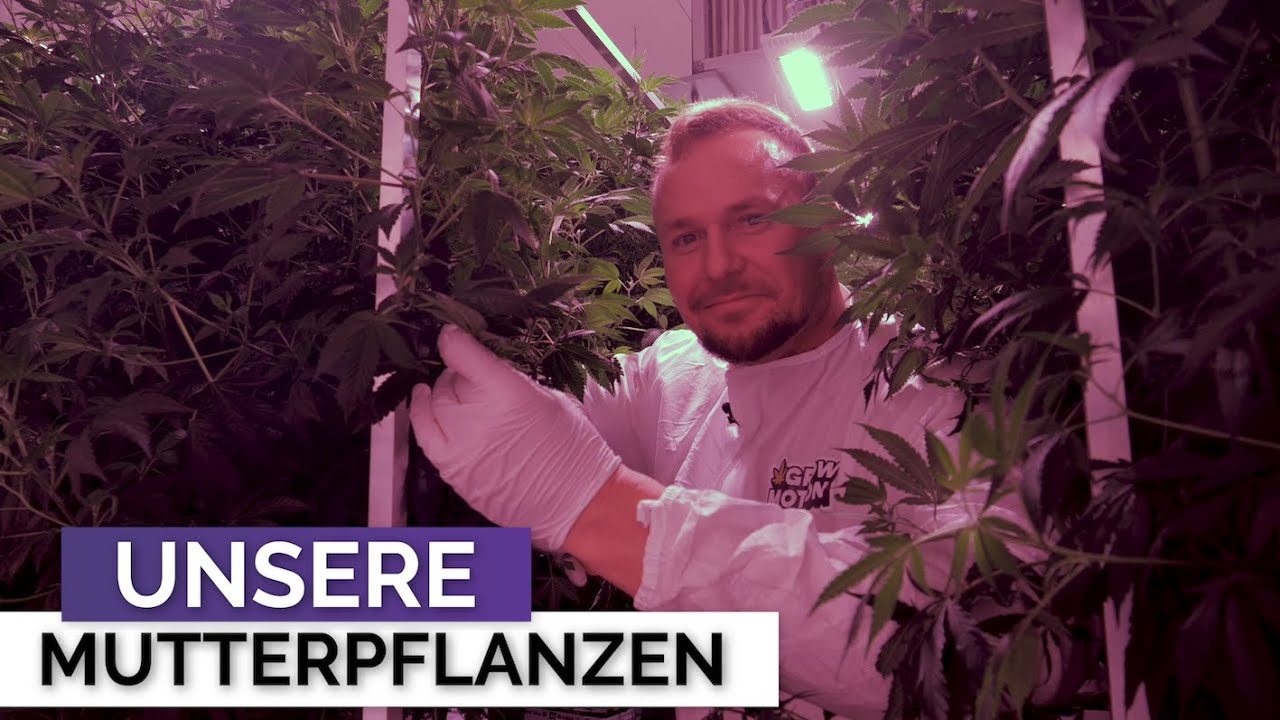 Die Mutterpflanze - How to grow, Homegrow