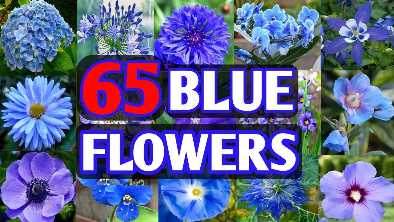65 Blue Flower Plant Varieties | Blue Flower types for garden | Plant and Planting
