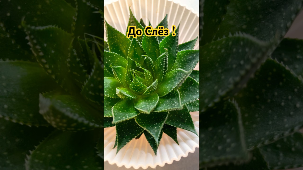 Отец ,свет, который указывает нам путь #отец #отцовскаялюбовь #берегитедругдруга #sorts #мирумир