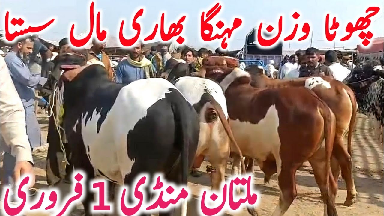 Today Multan Cow Mandi 2026 | Cholistani Sahiwal & Brahman Cows | Global Village Farming