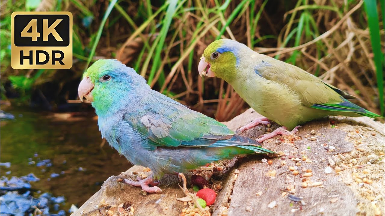 Tiny Blue Parrotlets Exploring a Secret Island! (Sweet Chirps)