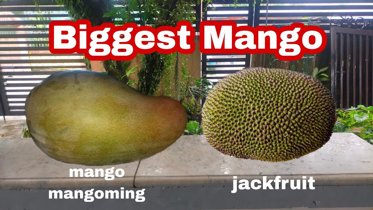 HEAVIEST MANGO IN THE WORLD YOU CAN HAVE IT FOR FREE