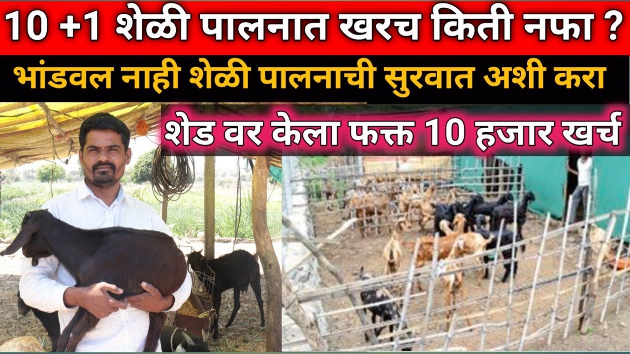 १० + १  शेळीपालनात  नक्की किती  नफा |goat farming |shelipaln | bakri farm| aagle
