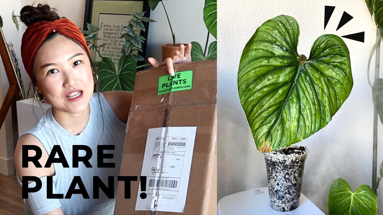 Rare Plant Haul: Dazzling Philodendron Mamei x Plowmanii Plant Unboxing + Repotting | Ebay
