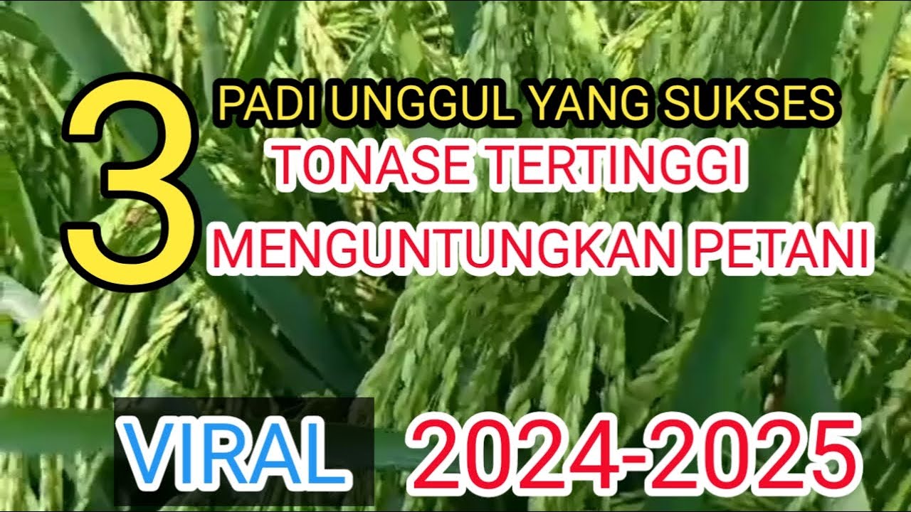 3 jenis padi unggul yang mendapatkan hasil panen terbaik di 2024