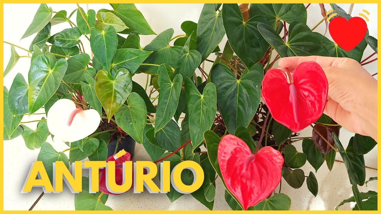 COMO CULTIVAR O ANTÚRIO?  Essa planta linda com folhas e flores em formato de coração! ❤️🥰