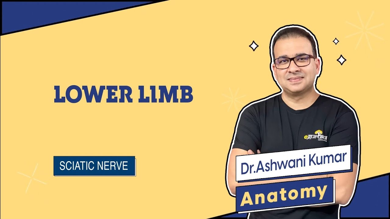 12 Sciatic Nerve | Lower limb | Dr Ashwini
