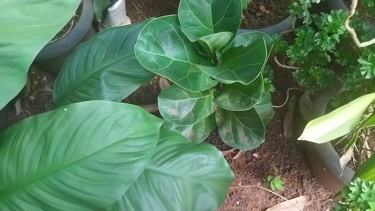 Novas plantas, lindas flores e folhagens