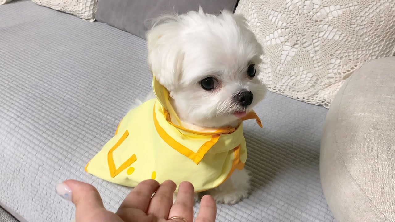 왜요 제가 산책 못 가서 삐진 강아지처럼 보이나요?