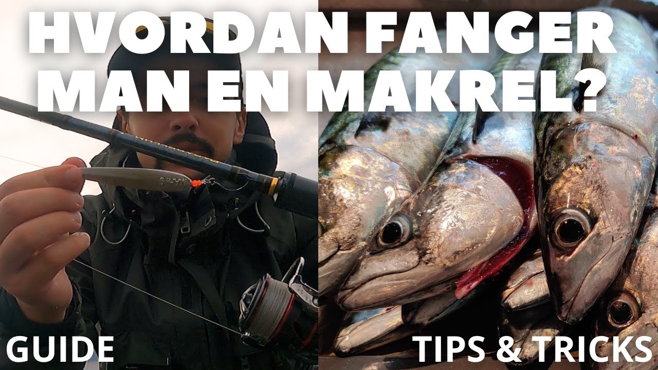 Guide - Hvordan fanger man en makrel?