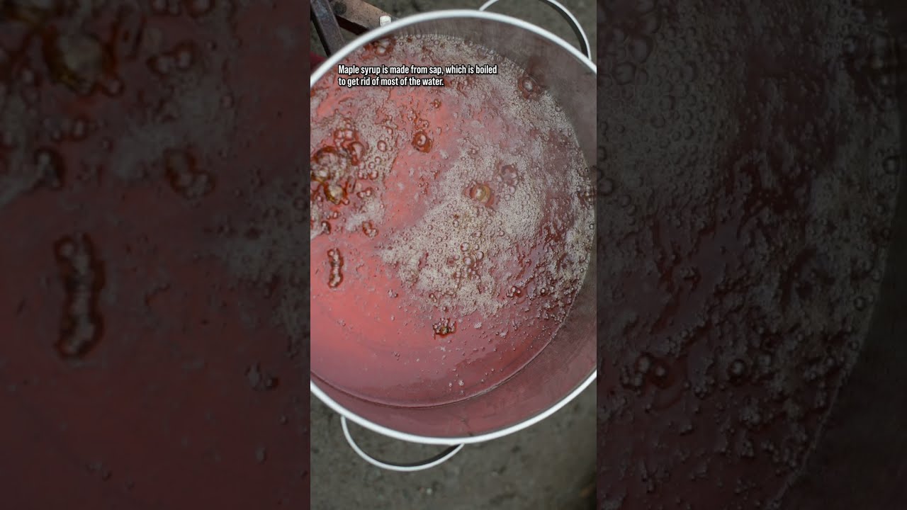 We don't fully understand maple syrup. #shorts #throwbackthursday #science #SciShow