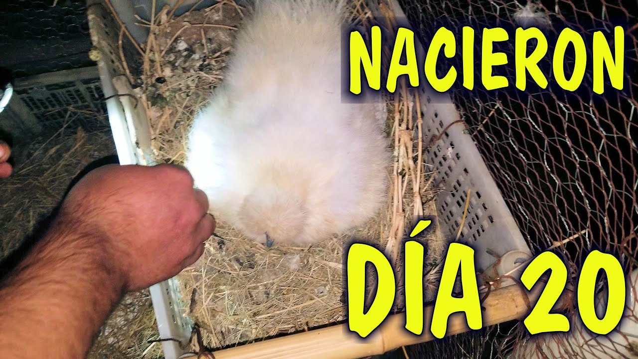 Nacieron los Silkies Revisando los huevos por la noche el d&iacute;a 20