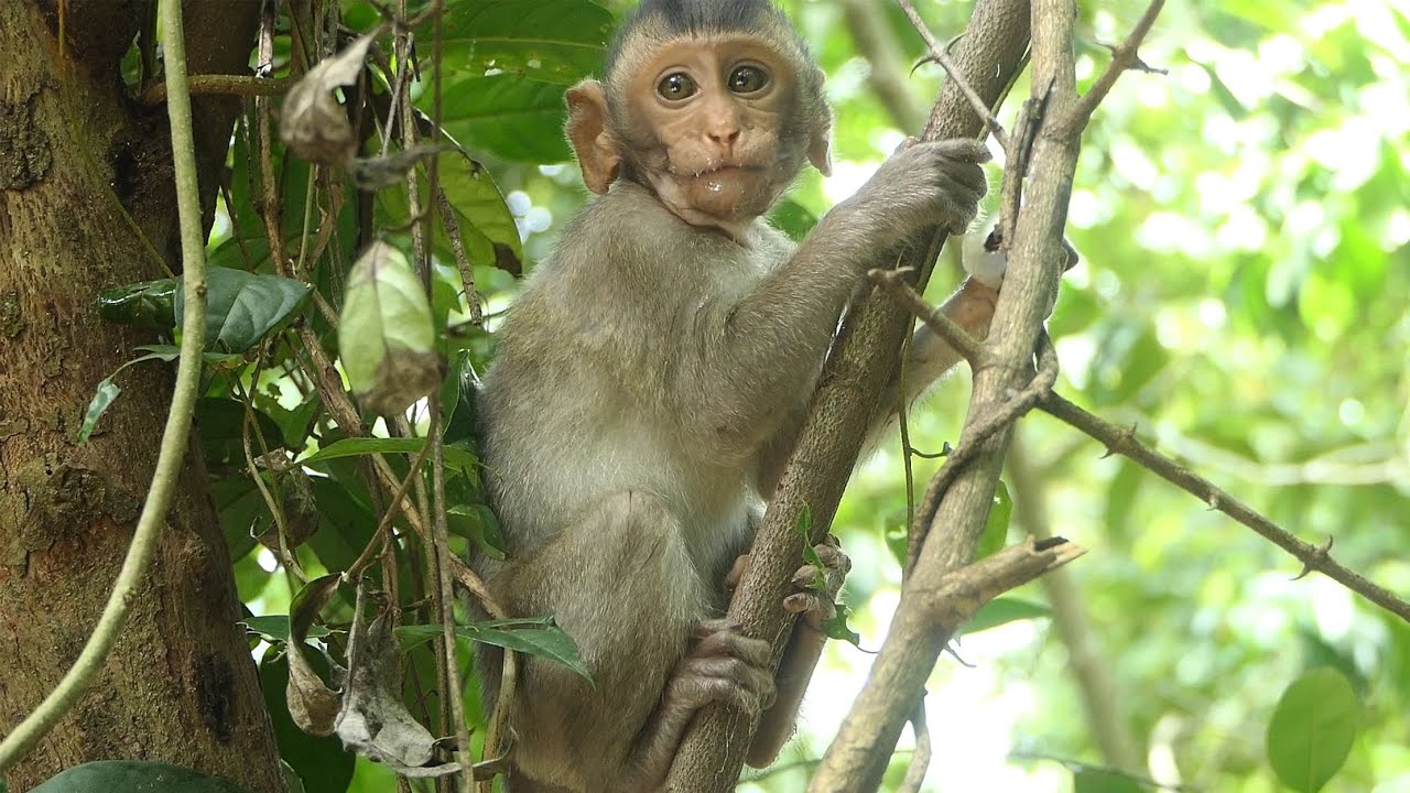 Pity All Baby Monkey Hungry So Much During Lock Down In Siem Reap. Baby Monkey Cinn Very Hungry.