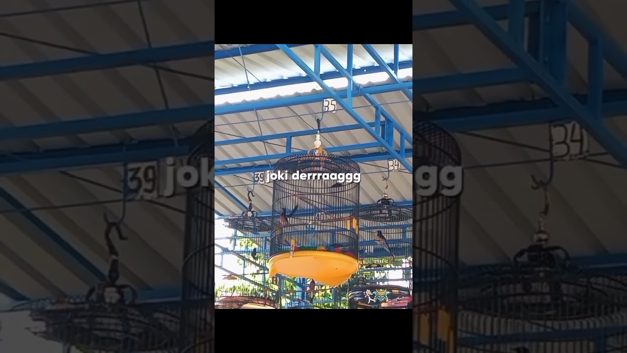 Sekarang joki burung 😄 #kicaumania #muraibatu #muraibatugacor #murai #muraibatumedan #burung