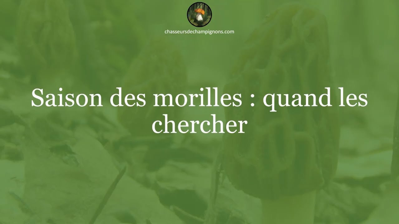 Saison des morilles - 1 minute pour comprendre