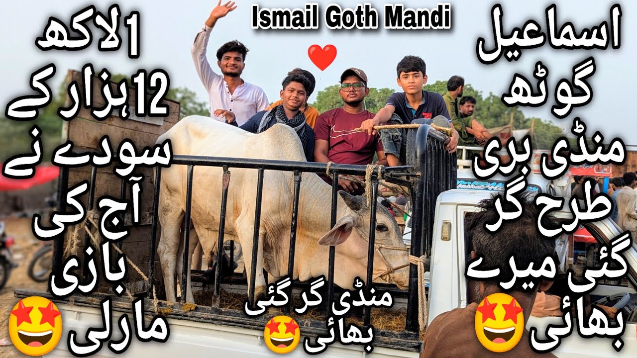 Ismail Goth Mandi Karachi Cattle Latest Update Saturday 31 May 2025 | Vip Soday | Bakra Eid 2025