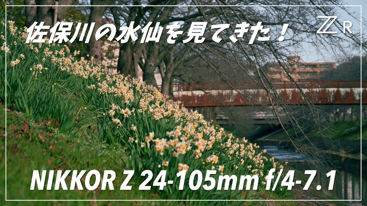 【写真、動画】佐保川の水仙を見てきた！ZR & NIKKOR Z 24-105mm f/4-7.1