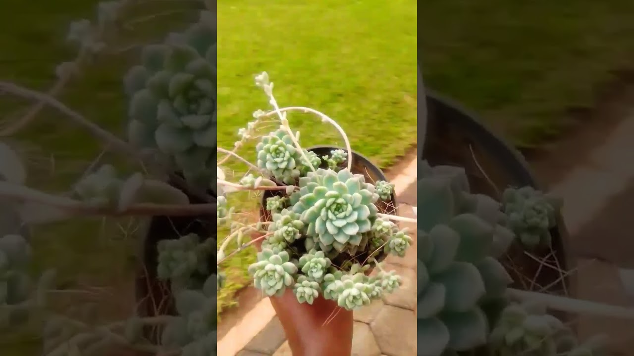 A beautiful succulent. Requires direct sunlight exposure. Sandy soil. #succulent #zambia #plants