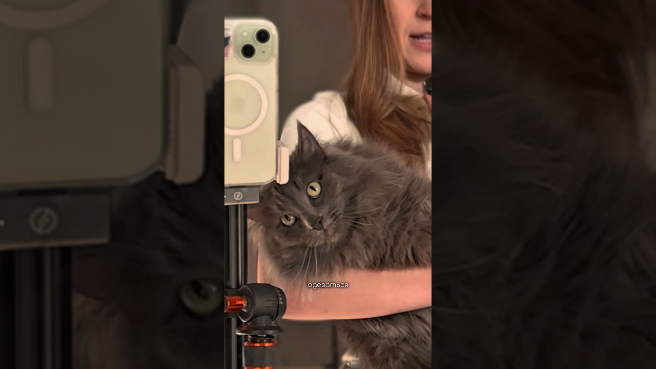 ОТ ЭТОГО Я РАССТРОЕНА😭 #funnycats