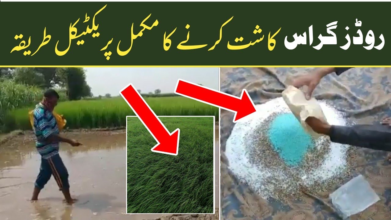 Rhode Grass in Pakistan | Road Grass lagane Ka tarika | روڈز گراس کی کاشت کا عملی طریقہ