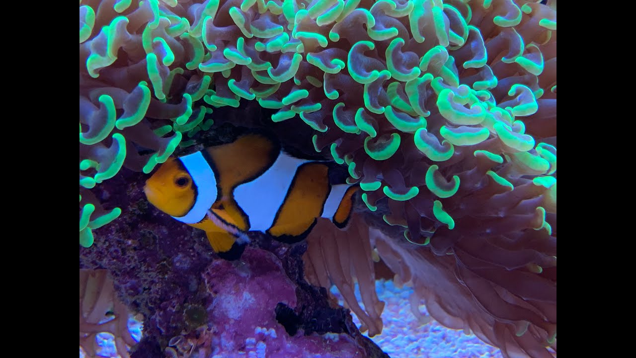 Clown Fische züchten?