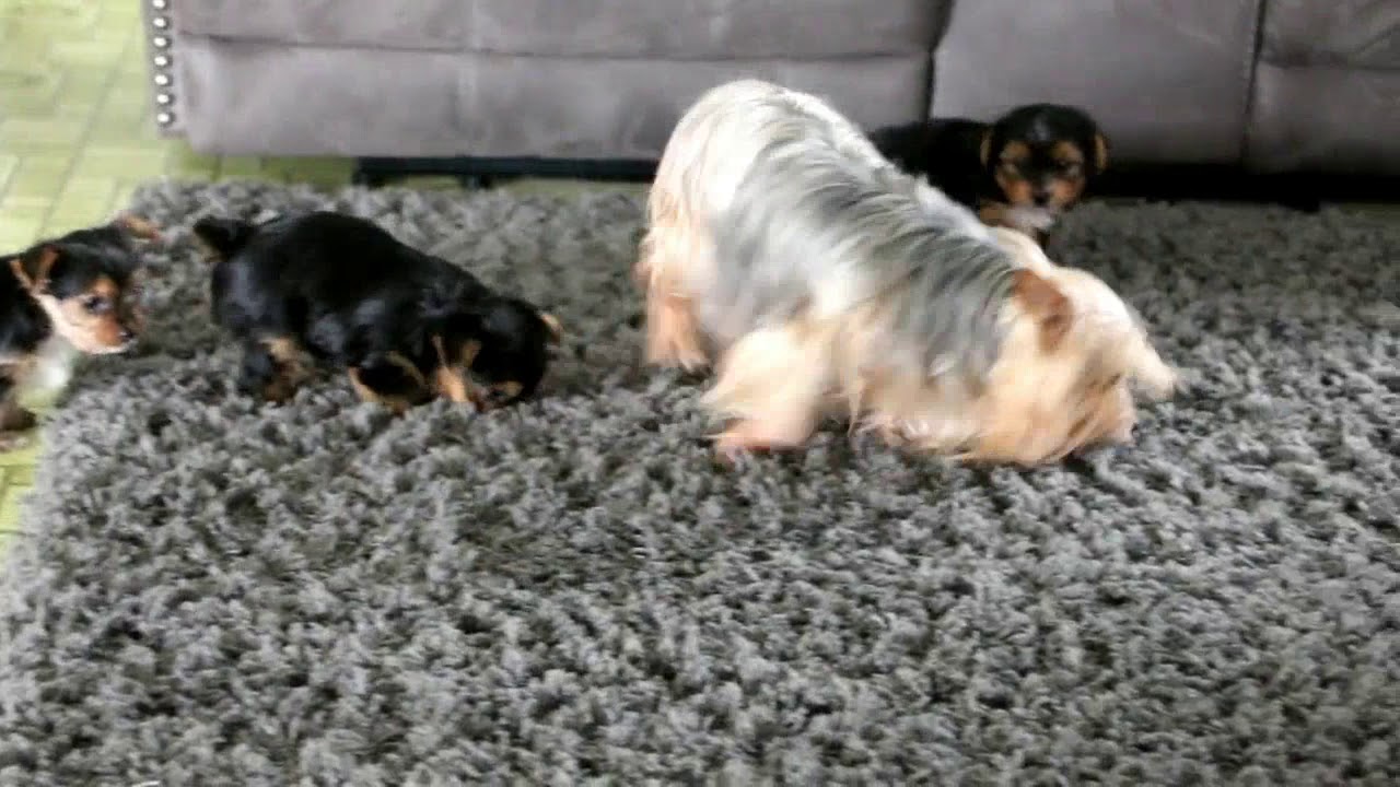 Yorkie Puppies For Sale