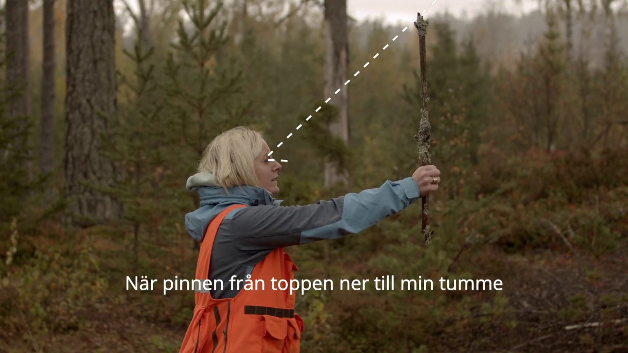 Skogskunskap Höjdmätning