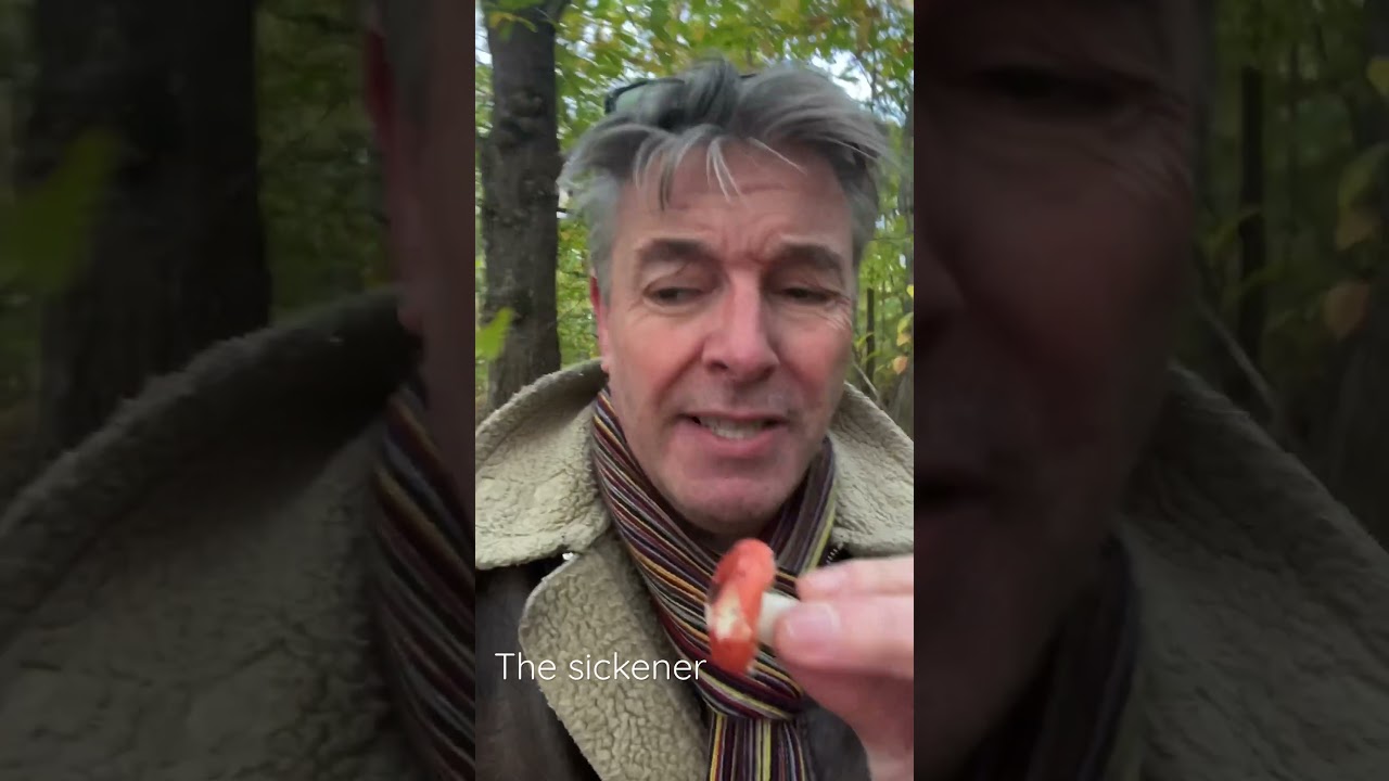 The sickener - A Russula that will make you throw up! #mushroomforaging #foragingmushrooms