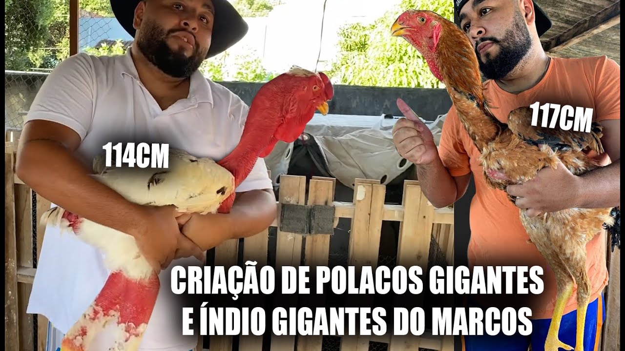 COMO EU CONSEGUI ESSE RESULTADO - POLACO GIGANTE