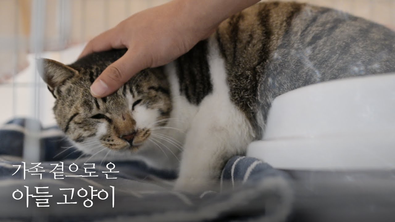 바다에서 쓸쓸히 방황하던 아들 고양이 | 출생의 비밀