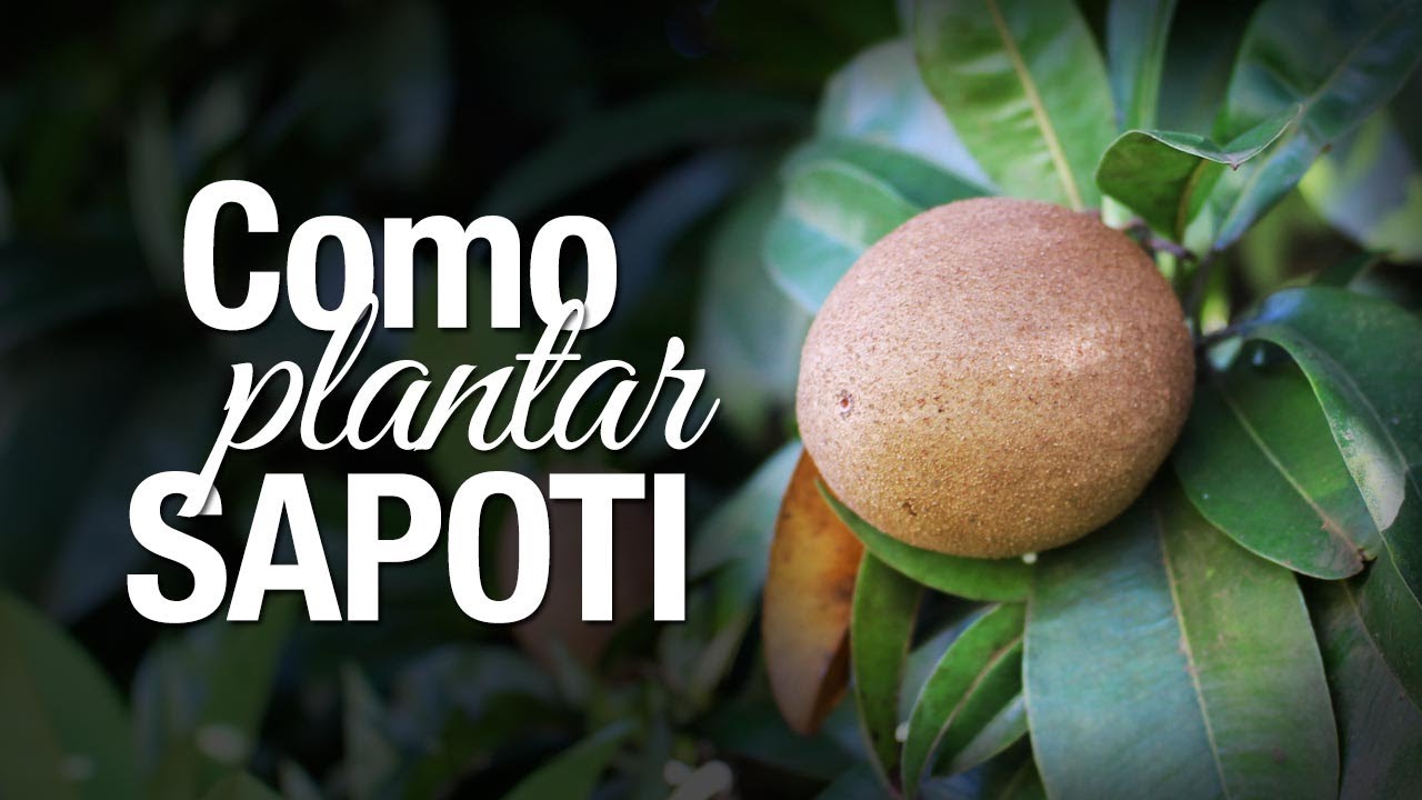 Como Plantar Sapoti: Adubação e cuidados