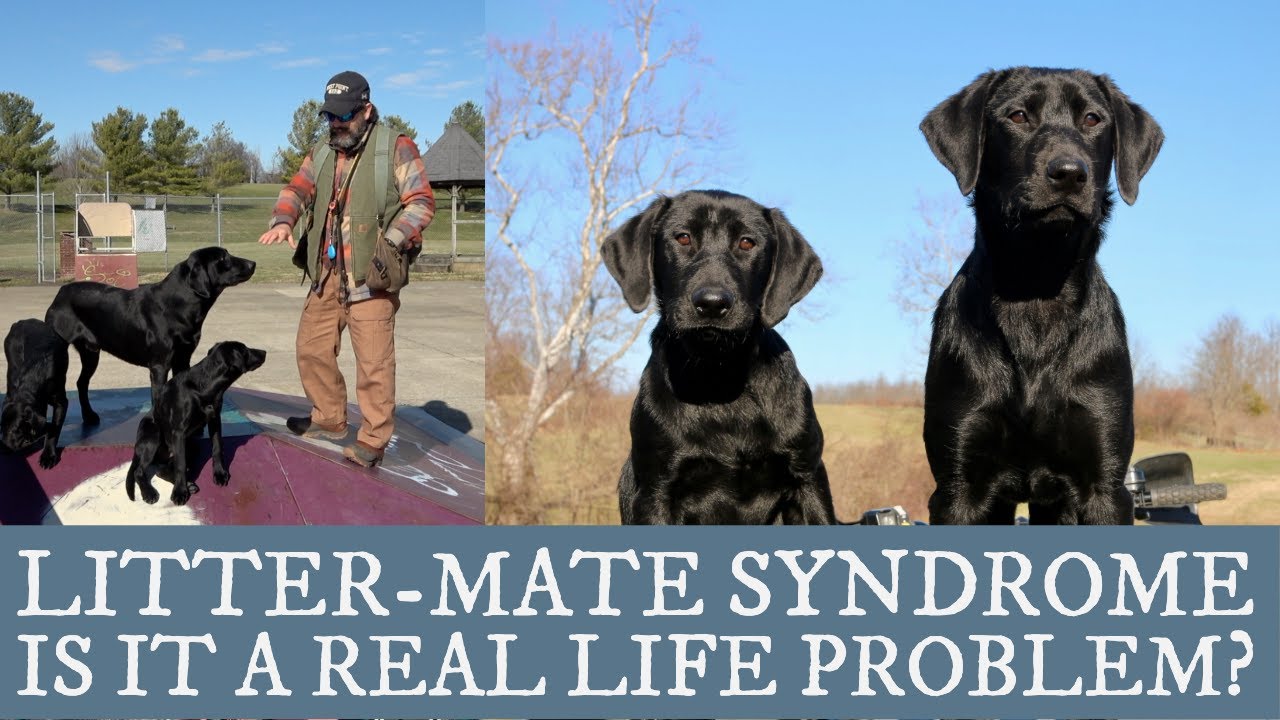 Labrador Retriever Training -  An Overview of Littermate Syndrome