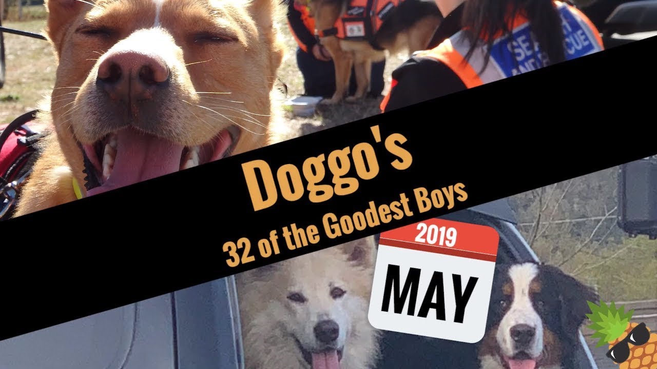 May 2019 Doggo's: 32 of the Goodest Boys (Dogs, Puppies / Puppers)