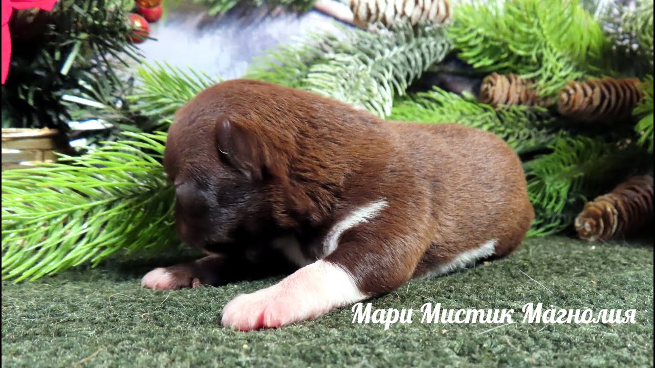 Мари Мистик Магнолия 24.12.23 НОВЫЕ помёты #чихуахуа ОСЕНЬ 2024 г. #купитьчихуахуа 89215950848