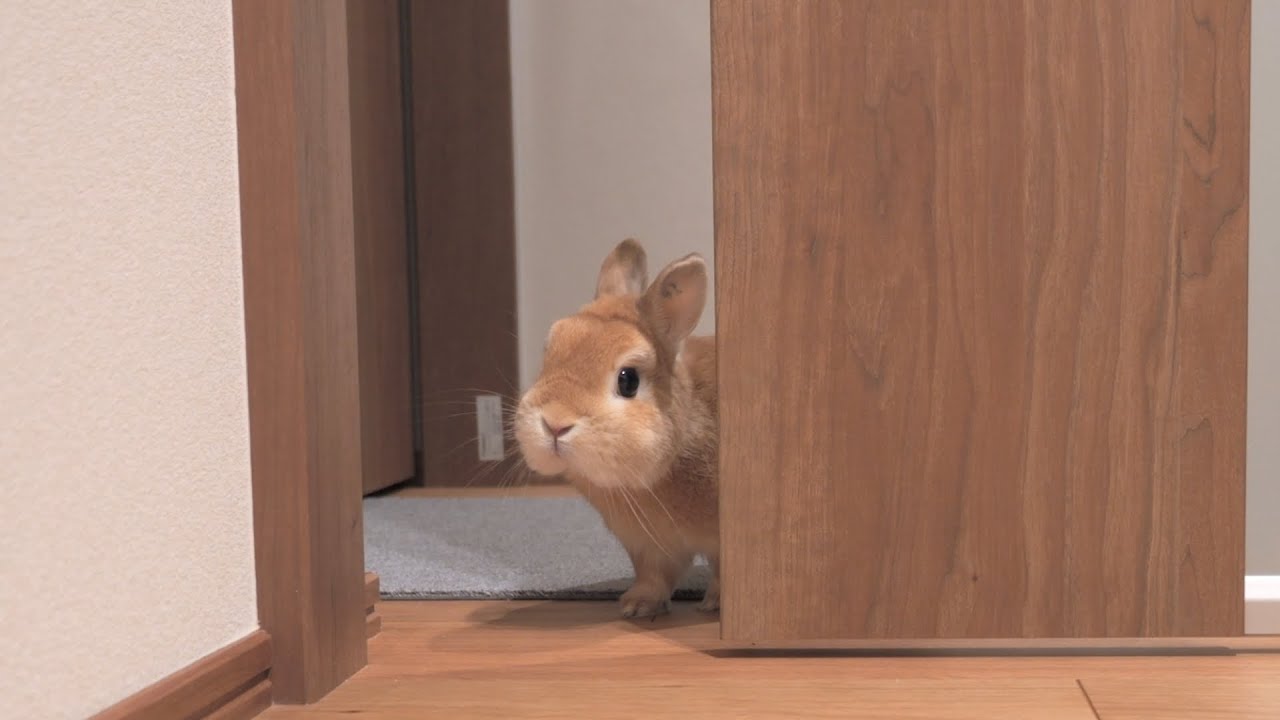 うさぎが飼い主を迎えに来るまでの過程が最高に可愛いです【No.974】
